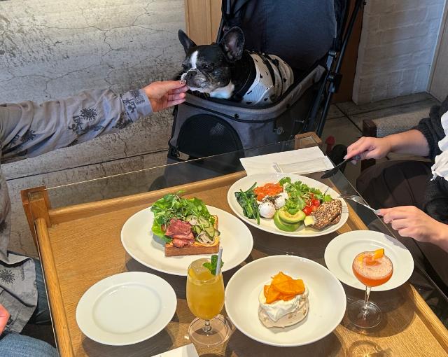 billsのメニューを眺めるむぎちゃん